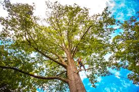 Best Tree Removal  in Dexter, GA