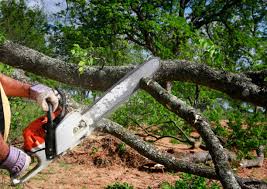 Best Hazardous Tree Removal  in Dexter, GA