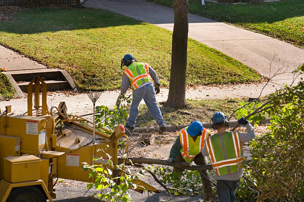 Best Firewood Processing and Delivery  in Dexter, GA