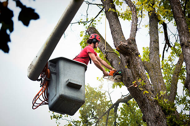 Best Emergency Tree Removal  in Dexter, GA