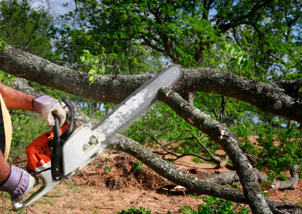 Lawn Drainage Solutions in Dexter, GA